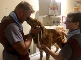 These professionals may help veterinary technicians and veterinarians in more advanced capacities such as administering medication, processing laboratory samples, and performing medical. Veterinary Technician What The Job Is Like How To Become