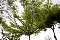 Image result for Terminalia sambesiaca