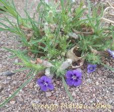 Image result for Aptosimum lineare