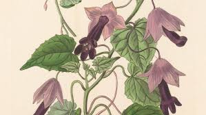 Image result for Plantaginaceae