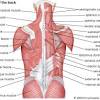 Muscle tissue is also found inside of the heart digestive organs. 1