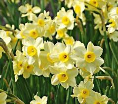 All Daffodils Narcissus White Flower Farm In 2020 White Flower Farm Daffodils Amaryllis Flowers