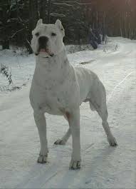 S Walla Adli Kullanicinin Dogo Argentino Panosundaki Pin Kopek Hayvanlar Hayvan