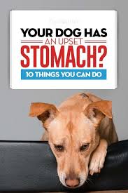 Dog With Upset Stomach Cathealthremedies Dog Upset Stomach Remedies Dog Upset Stomach Upset Stomach