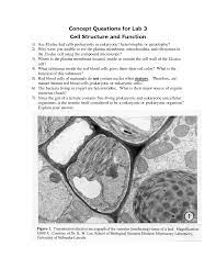 Maybe you would like to learn more about one of these? Cell Structure And Function Concept Questions For Lab 3 Bios 101l Docsity