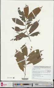 Image result for Rhabdophyllum arnoldianum