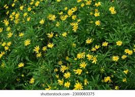 Image result for Euryops chrysanthemoides