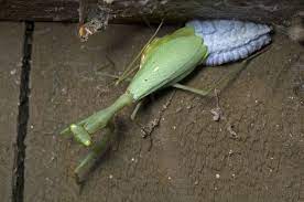 This item is out of season. Miomantis Caffra Wikipedia