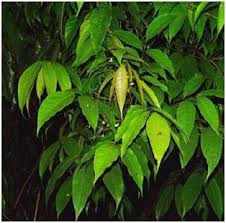 Image result for Stereospermum harmsianum