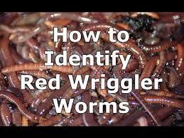 how to identify wild red wiggler worms eisenia fetida