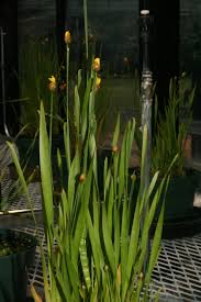 Image result for Xyridaceae