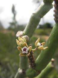 Image result for Cynanchum gerrardii