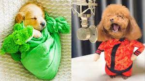 baby dogs cute and funny dog videos compilation 14 aww animals funny dog videos compilation funny dog videos baby dogs