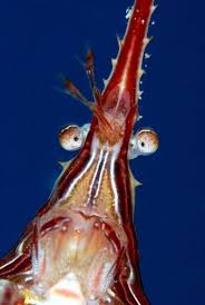 Arrow Crab Totally Looks Like He Has A Facial Expression Of A Frown And A Dumbfounded Look Is Definitely On His Fac Ocean Creatures Ocean Animals Sea Animals