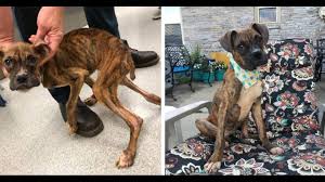 We did not find results for: Emaciated Boxer Puppy Pineapple Gets Well Finds Forever Family Wtol Com