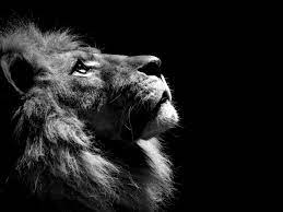 Black Lion Animal Bing Images Black And White Lion Lion Profile Lion Wallpaper