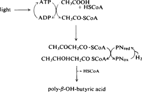 A microbial biorealm page on the genus rhodospirillum rubrum. Rhodospirillum Rubrum An Overview Sciencedirect Topics