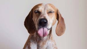 Look at pictures of english (redtick) coonhound puppies who need a home. American English Coonhound Price Temperament Life Span