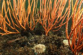 Image result for Cordylostigma virgatum