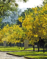 Colección de teodoro • última actualización hace 10 días. Iteso Lluvia De Oro