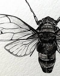 Black And White Insect Photos Cicada Insect Wings Bug 5 X 7 Black And White Illustrated Insect Wings Cicada Insects
