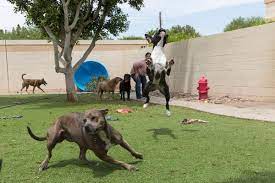 Pups save the royal armor pups save the royal armour january 30, 2021 february 5, 2021 may 14, 2021 may 12, 2021 pups save the royal armor (pups save the royal armour&quot; 4 Paws Pet Resort 30 Photos 31 Reviews Pet Groomers 1608 N Greenfield Rd Mesa Az United States Phone Number Yelp