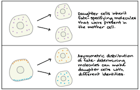 Introduction To Development Article Khan Academy
