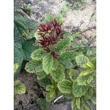 Check spelling or type a new query. Tanaman Obat Keji Beling Clerodendrum Calamitosum L Indonesian Keji Beling Kembang Bugang Shopee Indonesia