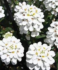 Snowball Evergreen Candytuft Iberis Hybrid Proven Winners