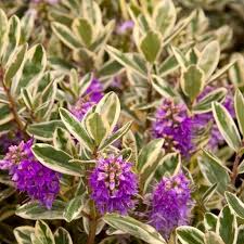 Image result for Hebe 'Andersonii'