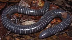 | meaning, pronunciation, translations and examples. Study Finds The First Evidence Of Venom Glands Similar To Snakes In Caecilian Amphibians Nature World News