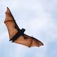 Walk and Talk - Bats event image