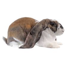 English Lop Rabbit Health Facts by Petplan | Petplan