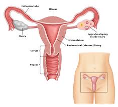 External icon information about the size of the cancer or how far it has spread is often used to. Patient Education Colposcopy Beyond The Basics Uptodate