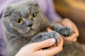 If you don't have an emergency fund you'd be willing to dip into. New Bill Would Ban Cat Declawing In California