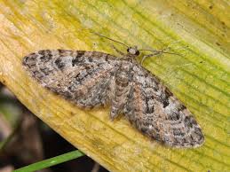 Image result for Eupithecia dodoneata
