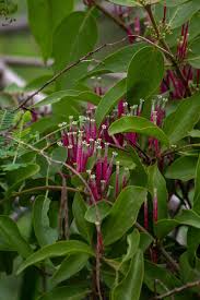 Image result for Tapinanthus dependens