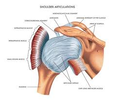The clavicle (collarbone), the scapula (shoulder blade), and the humerus (upper arm bone) as well as associated muscles, ligaments and tendons. 19 849 Shoulder Stock Illustrations Cliparts And Royalty Free Shoulder Vectors