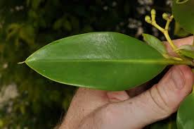 Image result for Rhizophoraceae