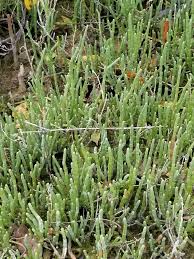 Image result for Sarcocornia perennis