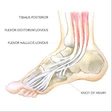 A thin medial suprapatellar plies is present. The Flexor Hallucis Longus