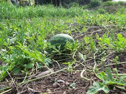How long are watermelon vines. Please Help Me With My Watermelon Helpfulgardener Com