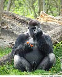 Memories of samson the gorilla. Weekly Picdump 15 Pictures Gorilla Animals Funny Animals
