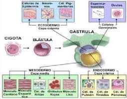 Histología