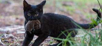 Kuala lumpur, 26 ogos — pengalaman berdepan. Kucing Hitam Dalam Mimpi Seorang Wanita Memimpikan Kucing Hitam Apa Artinya Ini