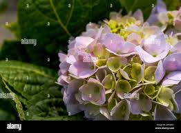 Image result for Behnia reticulata