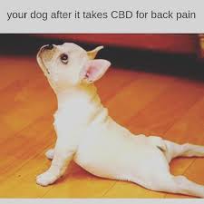 Pin On Cbd Memes