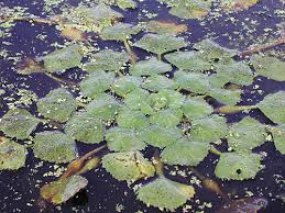 We did not find results for: Water Chestnut Trapa Natans Oars