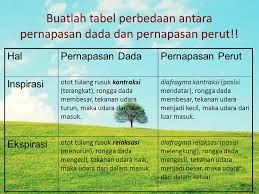 Lain halnya pernapasan dada, pernapasan perut dibantu oleh otot diafragma. Jelaskan Proses Pernapasan Perut Dan Pernapasan Dada Inspirasi Dan Ekspirasi Sistem Pernapasan Manusia Kanal Pengetahuan Dan Informasi