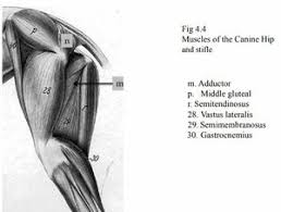 What many people would think to be a dog's upper leg is actually its lower leg, and what many people think is it slower leg is actually the equivalent of a human palm. Canine Hindlimb Anatomy Physiopedia